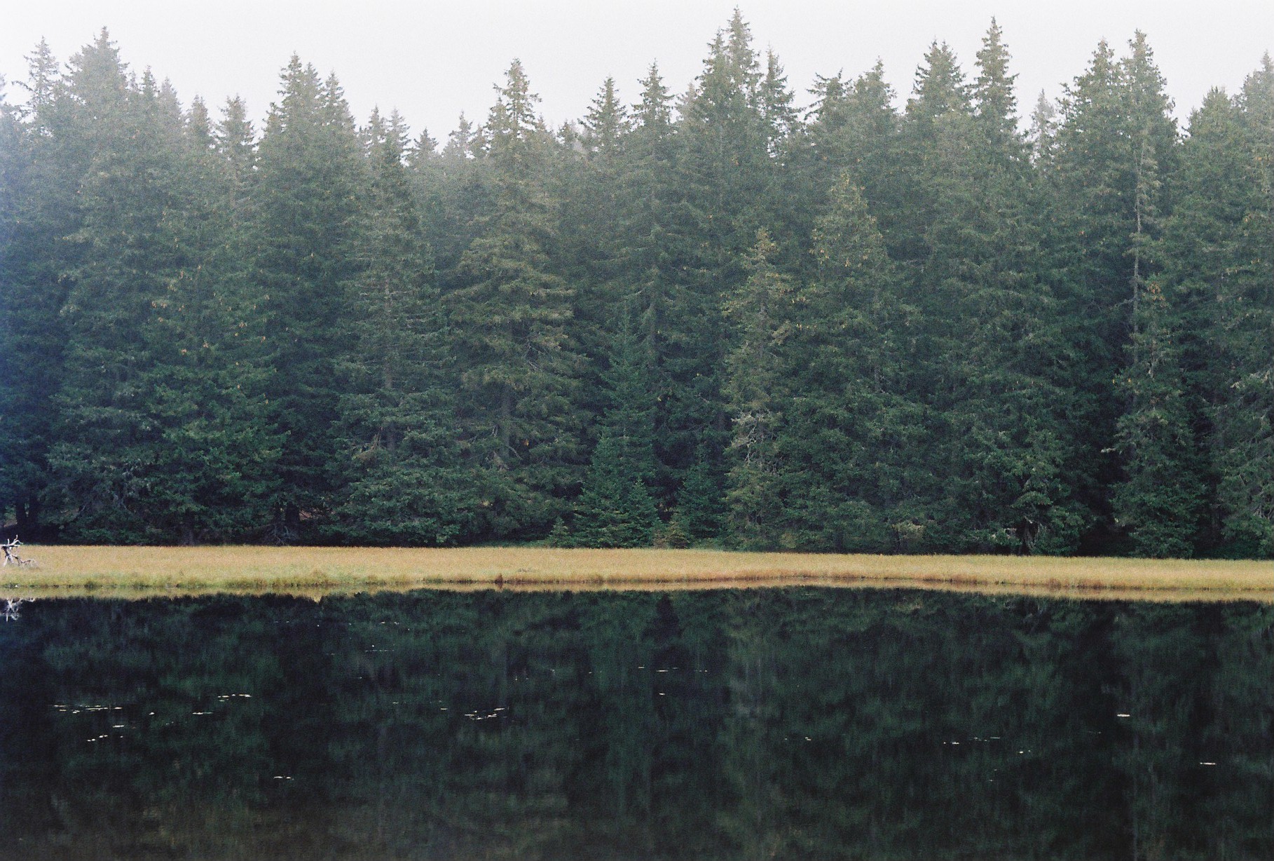 Site - the forest lake of Schwarze Lacke (Lago Nero) - a biotope associated with a specific biological species, analogue photograph documentation
